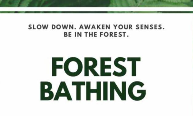Awaken your senses with ‘Forest Bathing’ walks on Oct. 26, 30 & Nov. 16