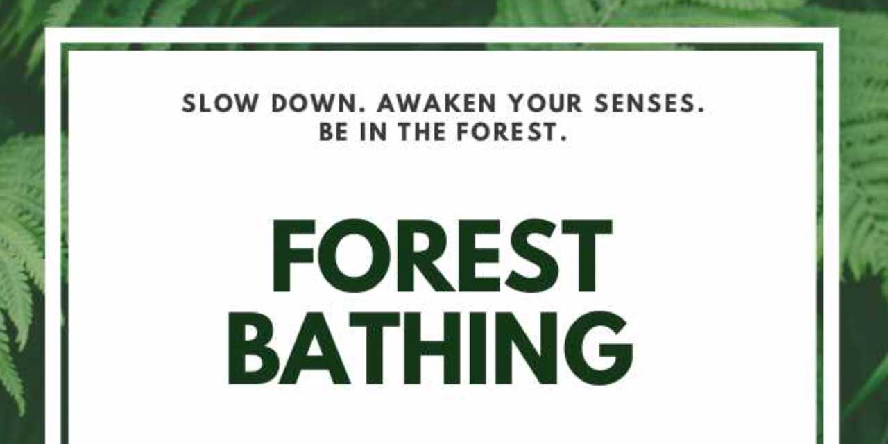 Awaken your senses with ‘Forest Bathing’ walks on Oct. 26, 30 & Nov. 16