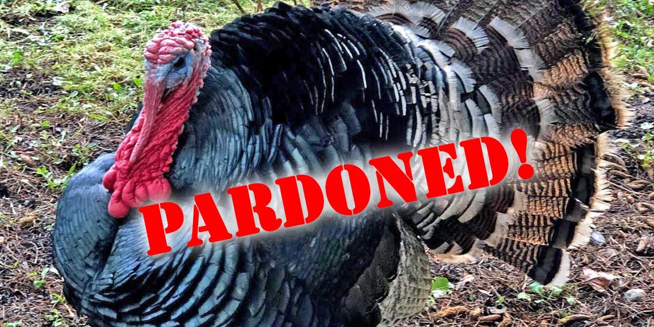 UPDATE: Whew – ‘Dinner or Pardon’ Turkeys will be pardoned Tuesday afternoon!