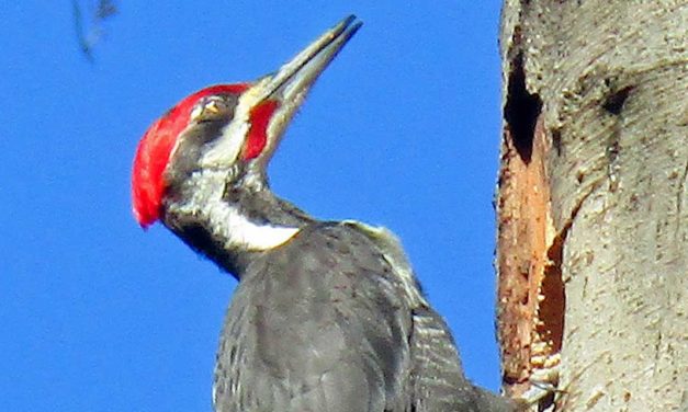 PHOTOS: Meet some socially-distant Woodpecker neighbors