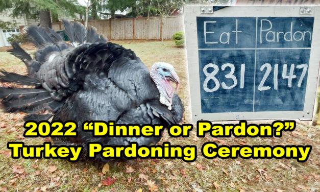 Turkeys pardoned at Krull Family’s ‘Dinner or Pardon’ food drive