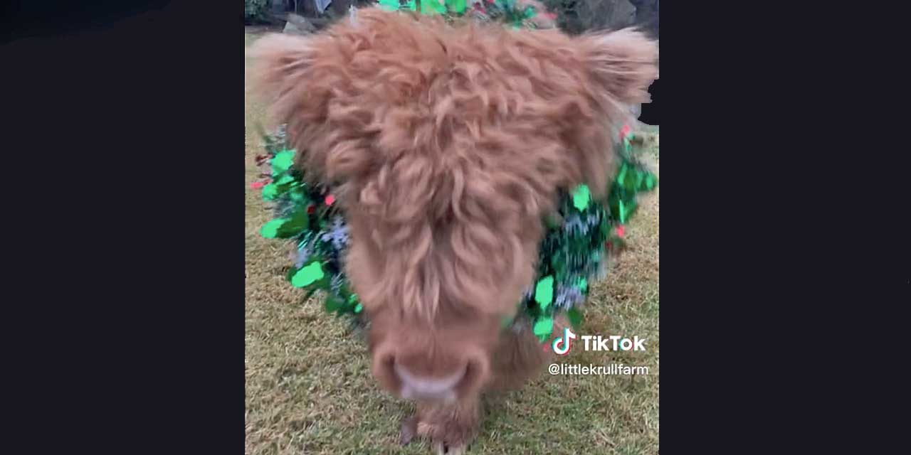 VIDEO: Watch local micro Highland cow ‘Hoss’ take TikTok by storm