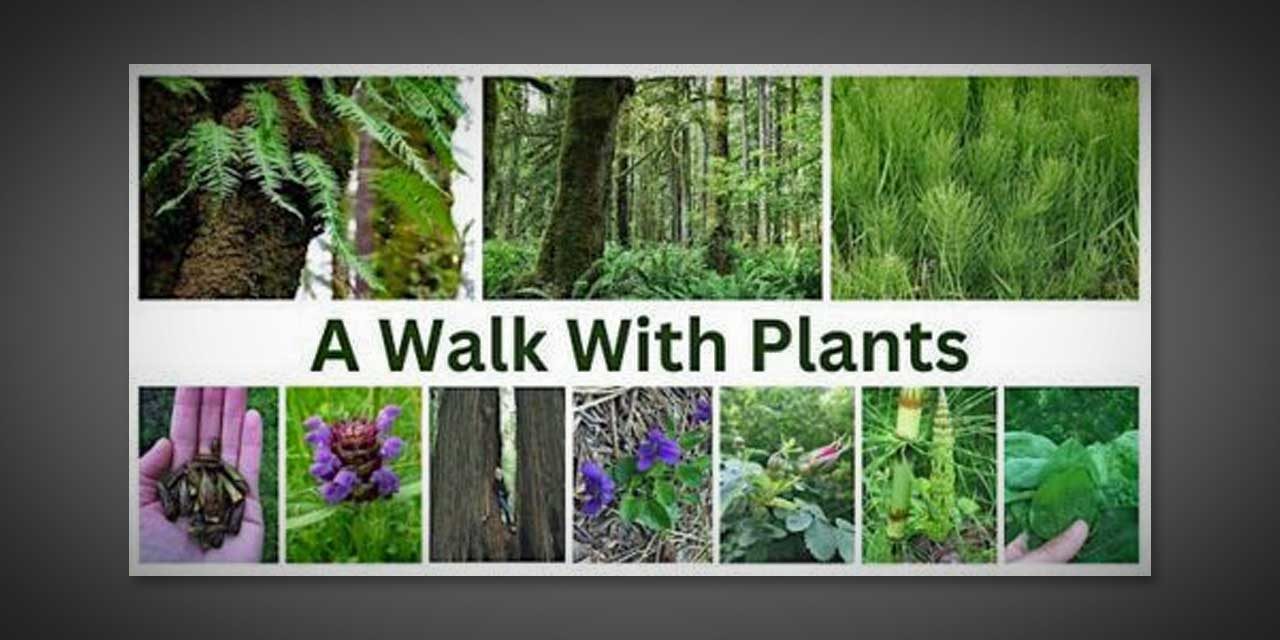 Join ‘A Walk With Plants’ in Normandy Park starting Saturday, Mar. 18