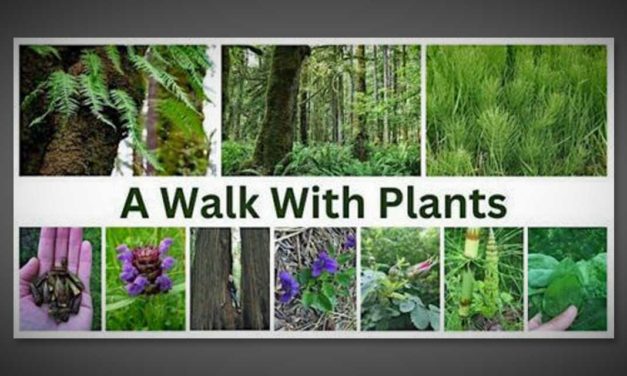Join ‘A Walk With Plants’ in Normandy Park starting Saturday, Mar. 18