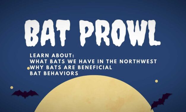 Learn about bats at a ‘Bat Prowl’ at the Normandy Park Cove on Aug. 18 & 19