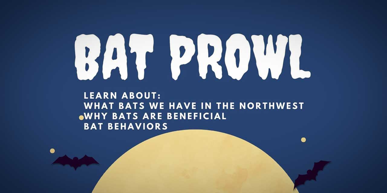 Learn about bats at a ‘Bat Prowl’ at the Normandy Park Cove on Aug. 18 & 19