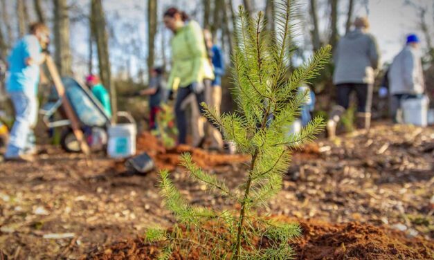 Port of Seattle holding online webinar on proposed Land Stewardship Program/Tree Replacement Standards on Wednesday, Nov. 8