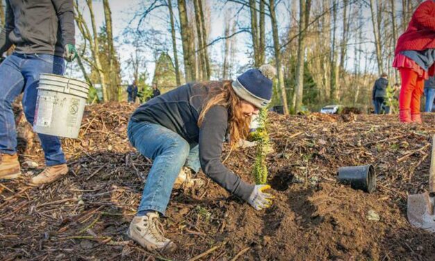 Volunteers needed for Port of Seattle Community Tree Planting on Saturday, Dec. 2