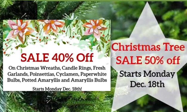 Huge holiday sale and last-minute gifts are at Zenith Holland Nursery now