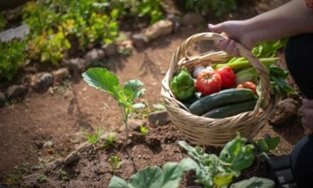 King County Master Gardeners will bring plants and pollinator talks to Sept. 14 Plant Sale