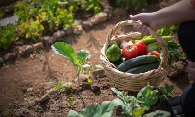 King County Master Gardeners will bring plants and pollinator talks to Sept. 14 Plant Sale