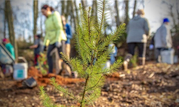 Volunteers needed for Tree Planting Party on Saturday, Nov. 22