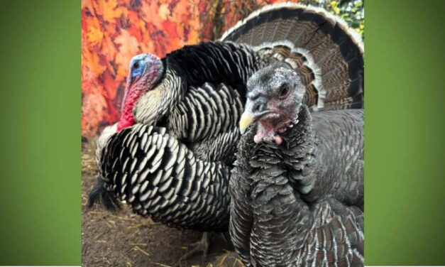 Normandy Park Turkeys officially pardoned as ‘Dinner or Pardon’ food drive tops 7,800 donations