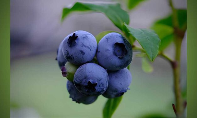 MASTER GARDENERS: The power of blueberries for Washington and you